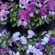 ヒメ日記 2026/01/06 19:32 投稿 田村美紀 五十路マダム 岐阜店