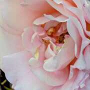 ヒメ日記 2026/01/08 13:42 投稿 田村美紀 五十路マダム 岐阜店