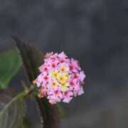 ヒメ日記 2026/01/08 16:16 投稿 田村美紀 五十路マダム 岐阜店