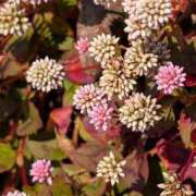 ヒメ日記 2026/01/08 23:32 投稿 田村美紀 五十路マダム 岐阜店