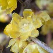 ヒメ日記 2026/01/11 18:04 投稿 田村美紀 五十路マダム 岐阜店