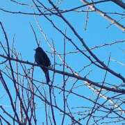 ヒメ日記 2026/01/13 19:32 投稿 田村美紀 五十路マダム 岐阜店