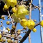 ヒメ日記 2026/01/14 05:30 投稿 田村美紀 五十路マダム 岐阜店