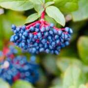 ヒメ日記 2026/01/14 19:16 投稿 田村美紀 五十路マダム 岐阜店