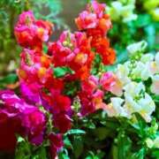 ヒメ日記 2026/01/15 05:30 投稿 田村美紀 五十路マダム 岐阜店