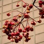 ヒメ日記 2026/01/15 19:04 投稿 田村美紀 五十路マダム 岐阜店