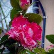 ヒメ日記 2026/01/16 05:30 投稿 田村美紀 五十路マダム 岐阜店