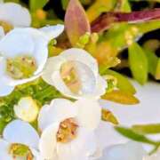 ヒメ日記 2026/01/17 05:30 投稿 田村美紀 五十路マダム 岐阜店