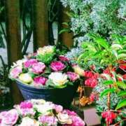 ヒメ日記 2026/01/17 21:46 投稿 田村美紀 五十路マダム 岐阜店