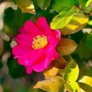 ヒメ日記 2026/01/18 10:38 投稿 田村美紀 五十路マダム 岐阜店