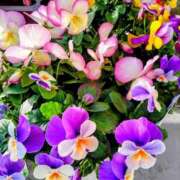 ヒメ日記 2026/01/18 19:02 投稿 田村美紀 五十路マダム 岐阜店