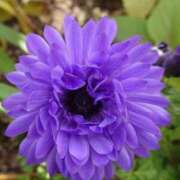 ヒメ日記 2026/01/19 20:04 投稿 田村美紀 五十路マダム 岐阜店