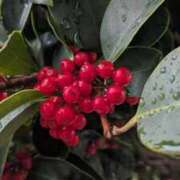 田村美紀 最強寒波、くるのかな？ 五十路マダム 岐阜店