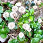 田村美紀 [お題]from:ほかに何が？さん 五十路マダム 岐阜店