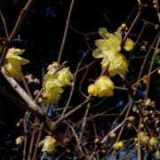 ヒメ日記 2026/01/21 19:46 投稿 田村美紀 五十路マダム 岐阜店