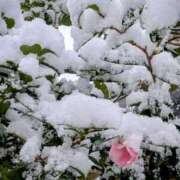 ヒメ日記 2026/01/22 08:16 投稿 田村美紀 五十路マダム 岐阜店