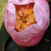 ヒメ日記 2026/01/23 19:02 投稿 田村美紀 五十路マダム 岐阜店