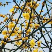 ヒメ日記 2026/01/24 19:02 投稿 田村美紀 五十路マダム 岐阜店