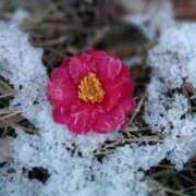 ヒメ日記 2026/01/25 08:40 投稿 田村美紀 五十路マダム 岐阜店