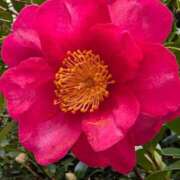 ヒメ日記 2026/01/25 18:04 投稿 田村美紀 五十路マダム 岐阜店