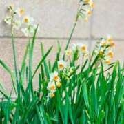 ヒメ日記 2026/01/27 05:30 投稿 田村美紀 五十路マダム 岐阜店