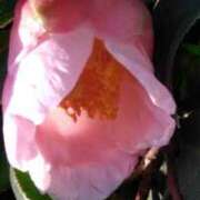 ヒメ日記 2026/01/27 19:02 投稿 田村美紀 五十路マダム 岐阜店