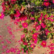 ヒメ日記 2026/01/28 05:30 投稿 田村美紀 五十路マダム 岐阜店