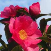 ヒメ日記 2026/01/28 20:06 投稿 田村美紀 五十路マダム 岐阜店