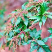 ヒメ日記 2026/01/29 05:30 投稿 田村美紀 五十路マダム 岐阜店