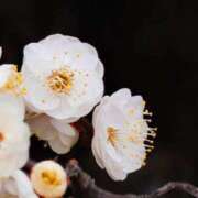 ヒメ日記 2026/01/29 18:12 投稿 田村美紀 五十路マダム 岐阜店