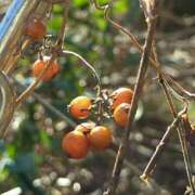 ヒメ日記 2026/01/29 19:02 投稿 田村美紀 五十路マダム 岐阜店