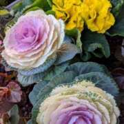 ヒメ日記 2026/01/30 19:02 投稿 田村美紀 五十路マダム 岐阜店