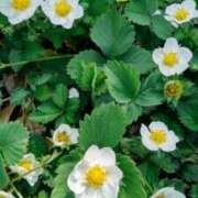 ヒメ日記 2026/01/31 05:30 投稿 田村美紀 五十路マダム 岐阜店