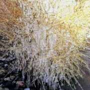 ヒメ日記 2026/01/31 17:00 投稿 田村美紀 五十路マダム 岐阜店