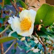 ヒメ日記 2026/01/31 22:16 投稿 田村美紀 五十路マダム 岐阜店