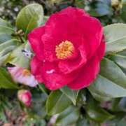 ヒメ日記 2026/02/01 09:54 投稿 田村美紀 五十路マダム 岐阜店