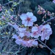 ヒメ日記 2026/02/02 19:14 投稿 田村美紀 五十路マダム 岐阜店