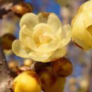 ヒメ日記 2026/02/03 05:30 投稿 田村美紀 五十路マダム 岐阜店