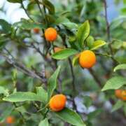 ヒメ日記 2026/02/04 05:30 投稿 田村美紀 五十路マダム 岐阜店