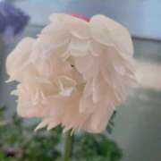 ヒメ日記 2026/02/04 19:02 投稿 田村美紀 五十路マダム 岐阜店