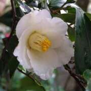 ヒメ日記 2026/02/06 05:30 投稿 田村美紀 五十路マダム 岐阜店