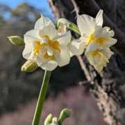 ヒメ日記 2026/02/07 05:30 投稿 田村美紀 五十路マダム 岐阜店