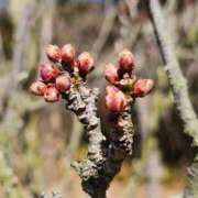 ヒメ日記 2026/02/09 19:02 投稿 田村美紀 五十路マダム 岐阜店
