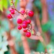 ヒメ日記 2026/02/10 05:36 投稿 田村美紀 五十路マダム 岐阜店