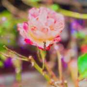 ヒメ日記 2026/02/10 19:02 投稿 田村美紀 五十路マダム 岐阜店