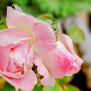 ヒメ日記 2026/02/12 05:30 投稿 田村美紀 五十路マダム 岐阜店