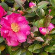 ヒメ日記 2026/02/15 08:50 投稿 田村美紀 五十路マダム 岐阜店