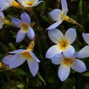 ヒメ日記 2026/02/16 17:20 投稿 田村美紀 五十路マダム 岐阜店