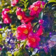 ヒメ日記 2026/02/18 05:30 投稿 田村美紀 五十路マダム 岐阜店