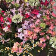 ヒメ日記 2026/02/18 19:12 投稿 田村美紀 五十路マダム 岐阜店